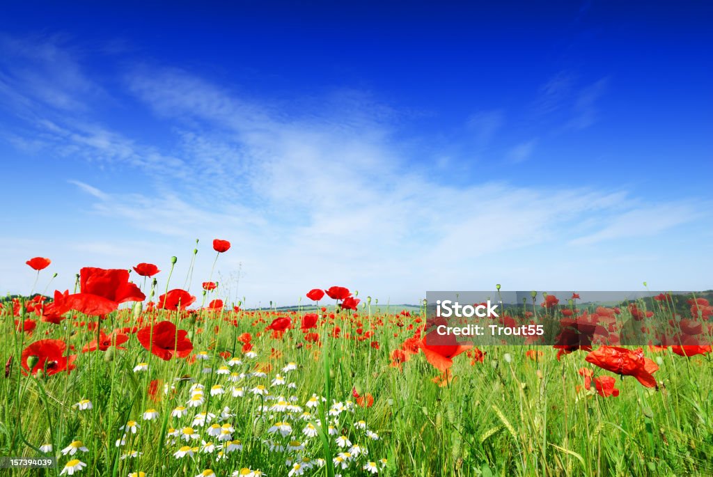 Paisaje - Foto de stock de Amapola - Planta libre de derechos