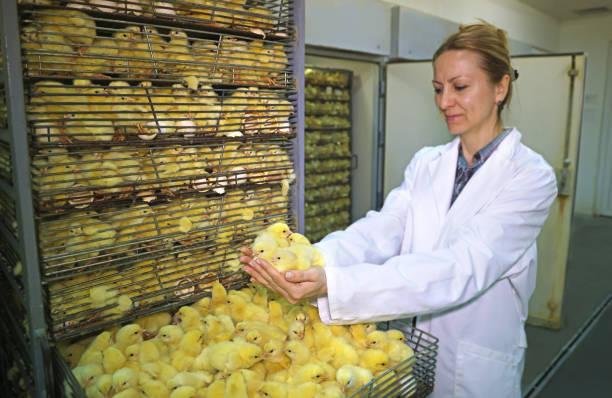 granja de incubación de pollitos - avicultura  fotografías e imágenes de stock