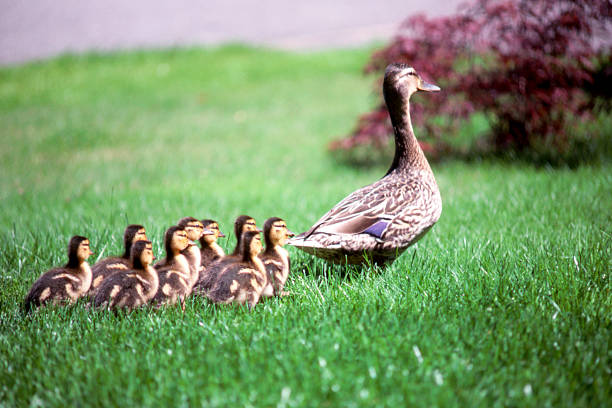 istock Mumma duck and kids 157394069