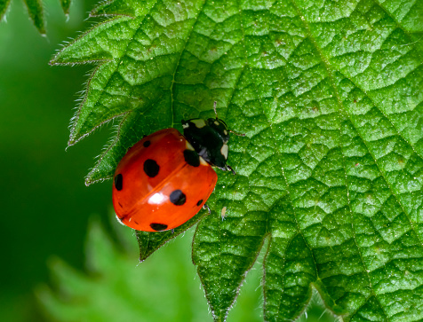 Seven-spot ladybird resting on a green nettle leaf in natural ambiance seen from above