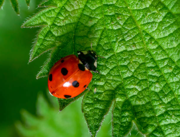 Seven-spot ladybird Seven-spot ladybird resting on a green nettle leaf in natural ambiance seen from above seven spot ladybird stock pictures, royalty-free photos & images