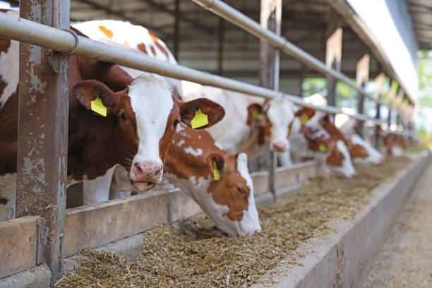 istock Dairy farm simmental cattle, feeding cows in farm 1573941678