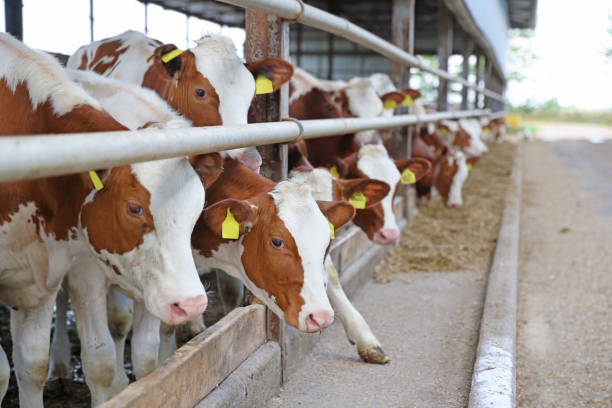 granja lechera ganado simmental, alimentando vacas en granja - animal husbandry industry dairy farm fotografías e imágenes de stock