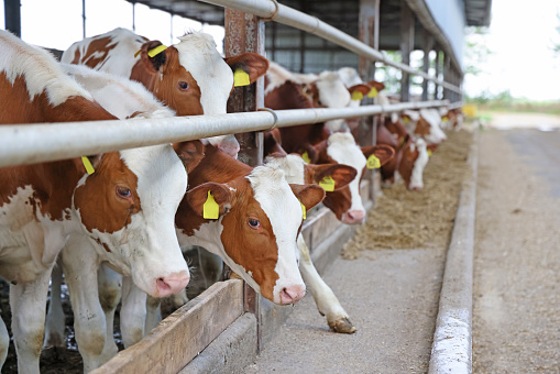 Dairy farm simmental cattle, feeding cows in farm