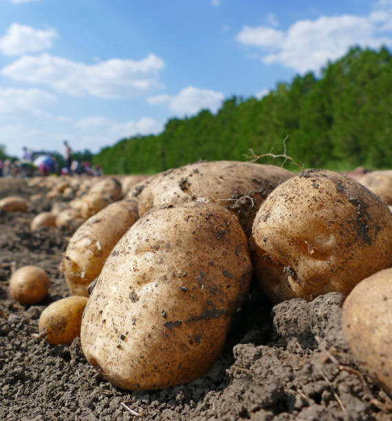 Harvesting potatoes on field, farm workers picking and transporting to the warehouse