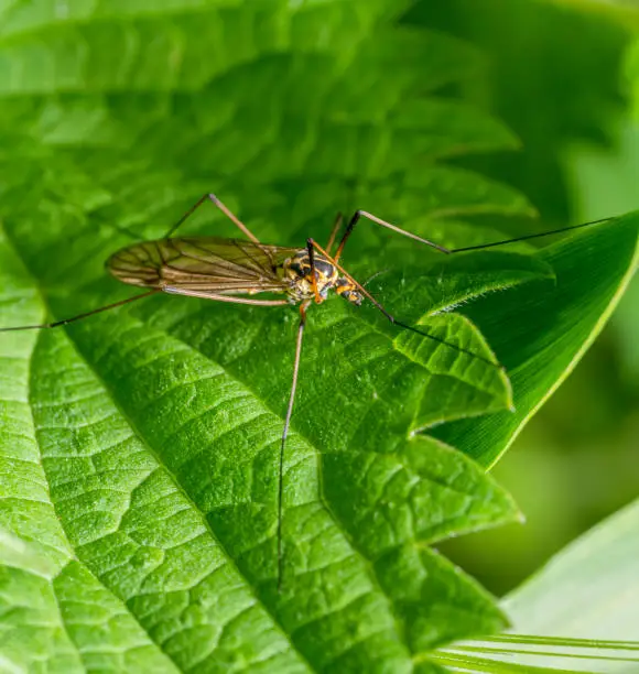macro shot of a spotted crane fly resting on a stinging nettle leaf