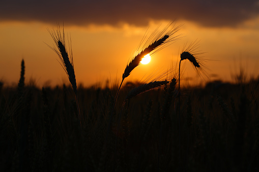 Wheat field at sunset. Ears of wheat beautiful landscape rural scene, close up