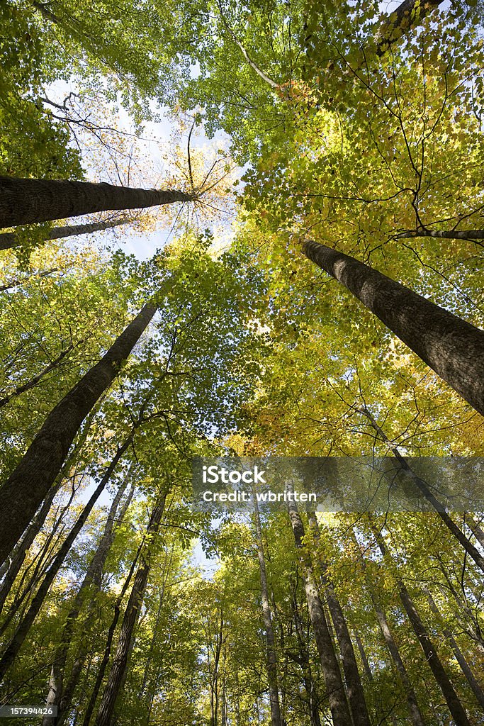 Forêt en automne série (XXL - Photo de Antique libre de droits