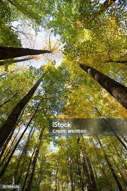 Лес Осенью Series Xxl — стоковые фотографии и другие картинки Gatlinburg - Gatlinburg, Roaring Fork Motor Nature Trail, Без людей