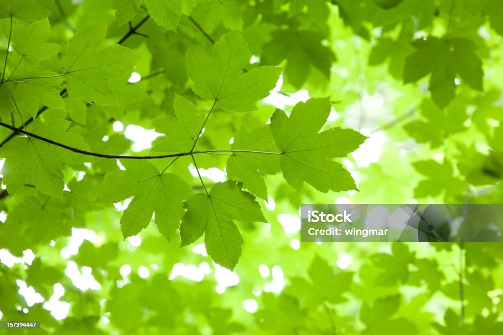 bavarian érable - Photo de Cîme d'un arbre libre de droits