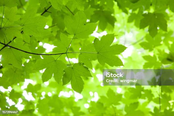 Photo libre de droit de Bavarian Érable banque d'images et plus d'images libres de droit de Cîme d'un arbre - Cîme d'un arbre, Allemagne, Forêt