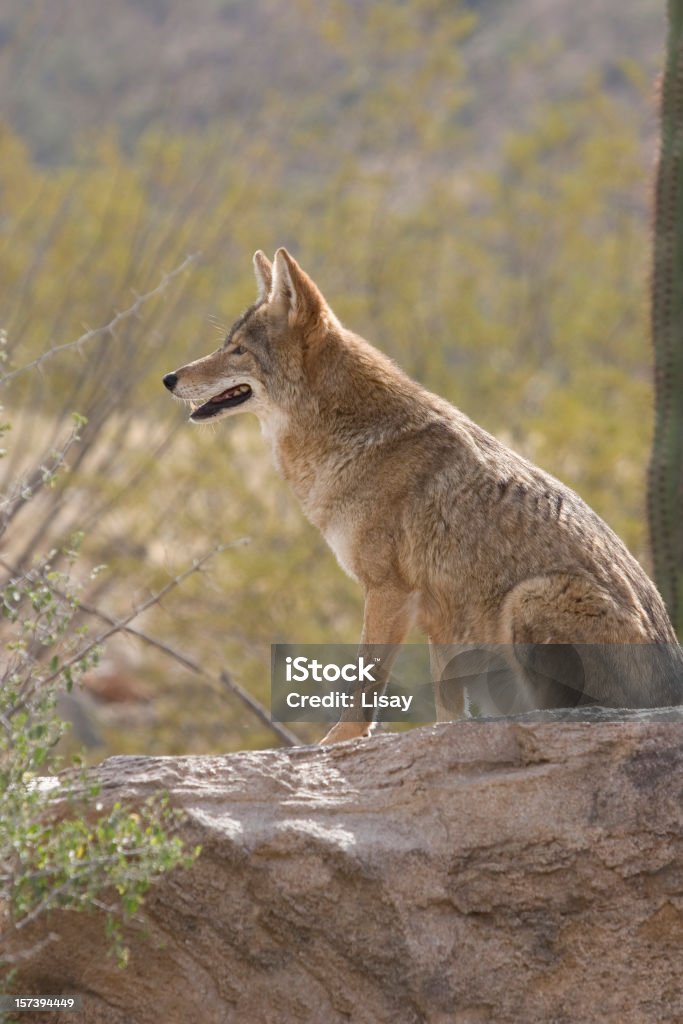 Avviso di Coyote - Foto stock royalty-free di Coyote