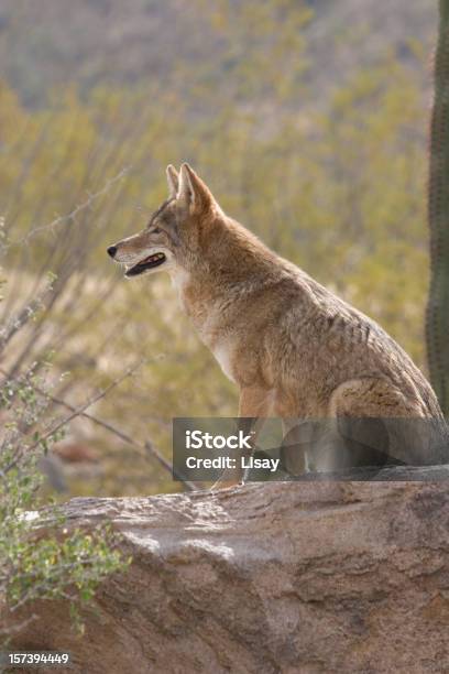 Avviso Di Coyote - Fotografie stock e altre immagini di Coyote - Coyote, Stare seduto, Allerta