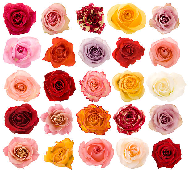 selección de hermosas rosas - rosa color fotografías e imágenes de stock
