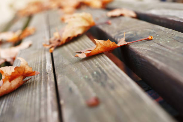 fallen の葉 - old plank outdoors selective focus ストックフォトと画像