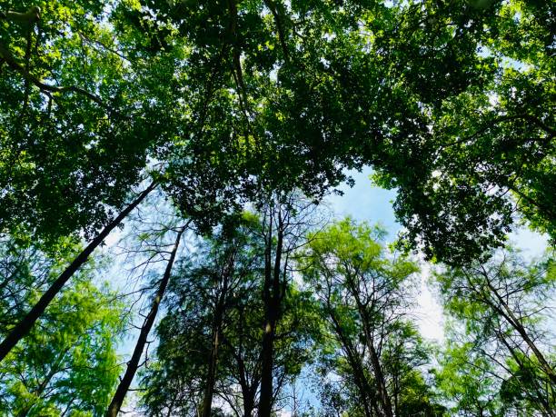 istock Morning light in forest- stock photo 1573945470