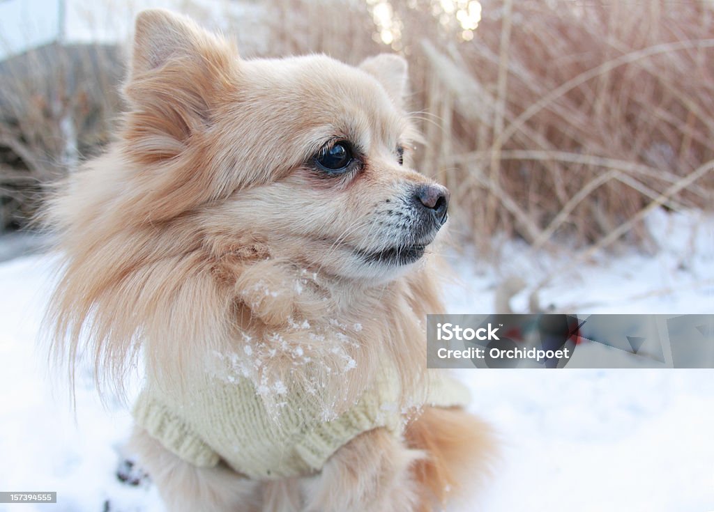 Собака играть в снегу - Стоковые фото Померанский шпиц роялти-фри