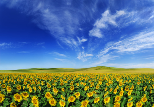 Sunflowers field, the blue sky and white clouds