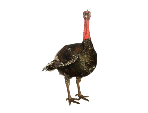 Full length photograph of a live turkey looking directly at camera; isolated on white with ample copy space 