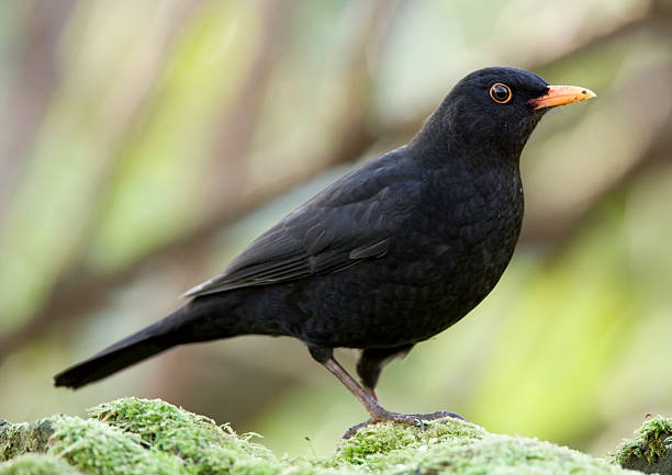 Blackbird (Turdus merula)  blackbird stock pictures, royalty-free photos & images