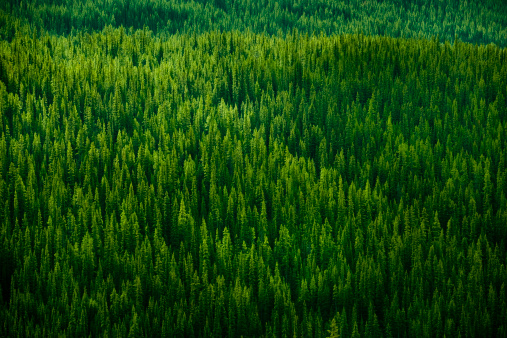 Reforestation. Panorama with young pine trees planted in rows in a forest clearing in summer and cut grass for better tree growth