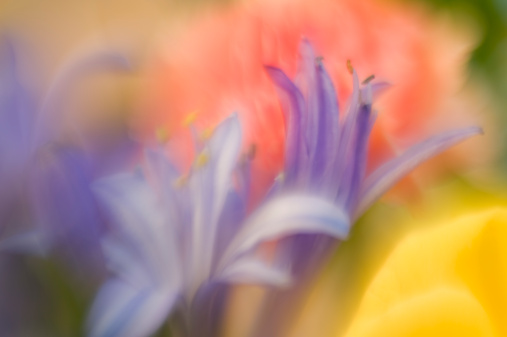 Soft, defocussed floral background full frame spring pastel colors.