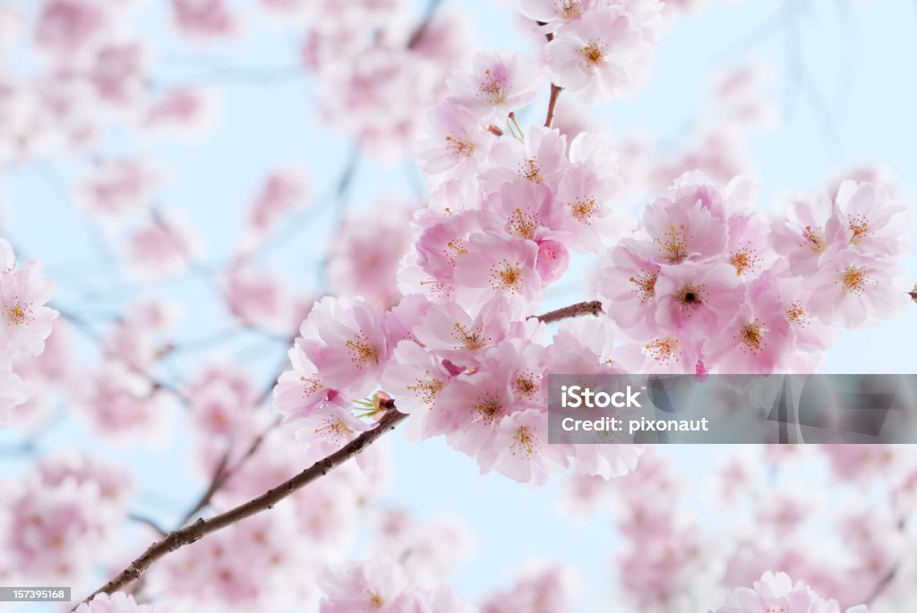 Cherry Blossom - Lizenzfrei Kirschblüte Stock-Foto