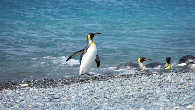 King Penguins Emerging from Ocean
