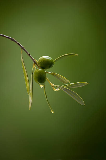 ramo de oliveira - olive tree imagens e fotografias de stock