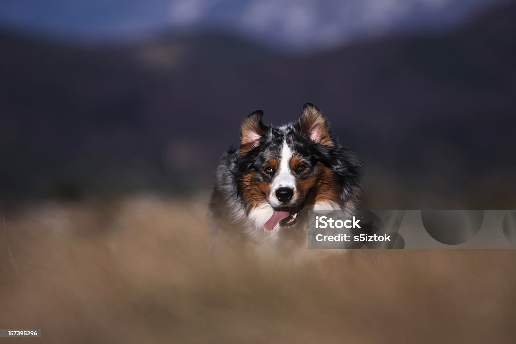 Fora do gramado - Foto de stock de Cão Pastor Australiano royalty-free