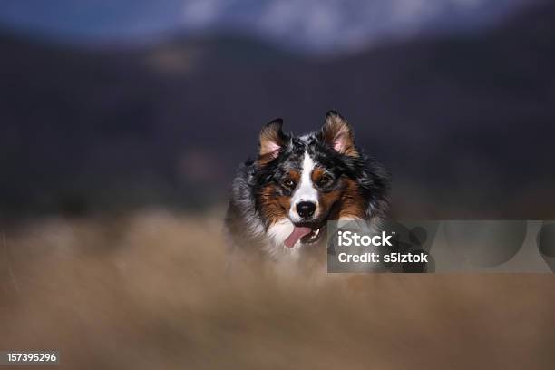 Foto de Fora Do Gramado e mais fotos de stock de Cão Pastor Australiano - Cão Pastor Australiano, Animal, Animal Treinado