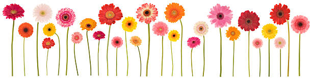 Isolated gerbera border (XXL) Large collection of isolated Gerbera daisies. Montage. gerbera daisy stock pictures, royalty-free photos & images