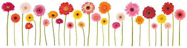 Large collection of isolated Gerbera daisies. Montage.
