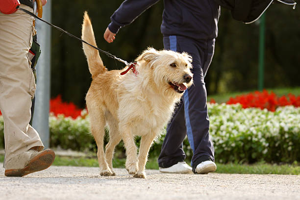 istock People walking a dog in the park 157395801