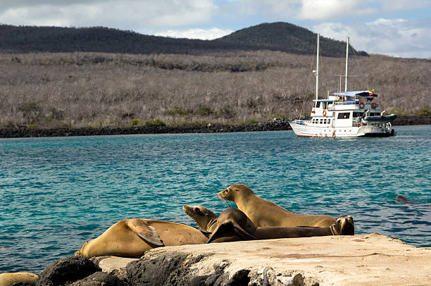 istock Sea lions taking sunbath at pier, Galapagos 157396011