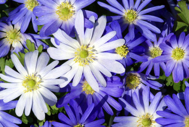 istock Blue and white anemones 157396019
