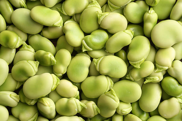 Raw broad beans Top view of lots of raw broad beans broad bean plant stock pictures, royalty-free photos & images