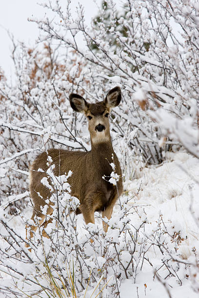 istock Deer in the Snowy Woods 157396300