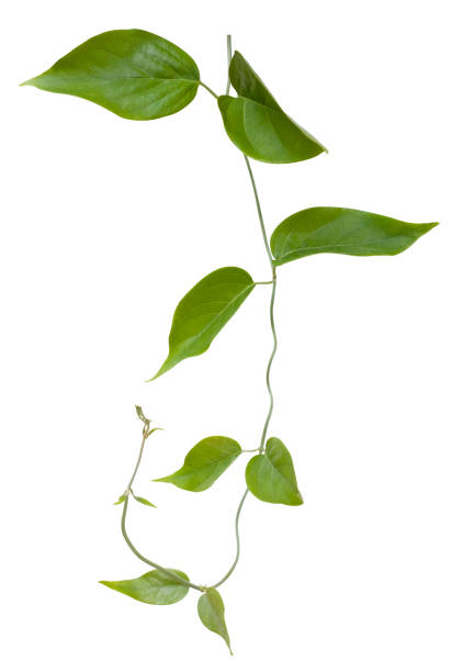 creeper plant with clipping path included. - liaan stockfoto's en -beelden