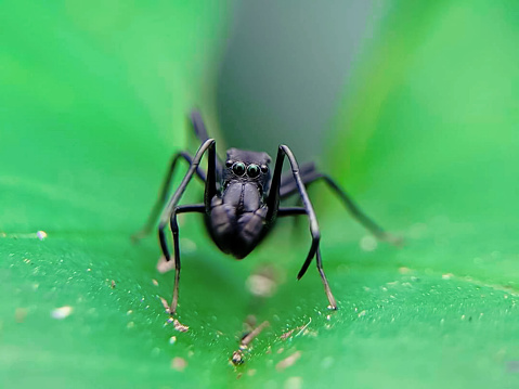 close up black spider resembling an ant