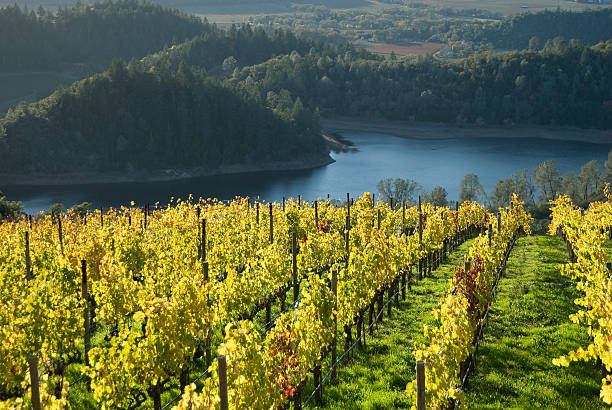 winnica - napa valley vineyard autumn california zdjęcia i obrazy z banku zdjęć