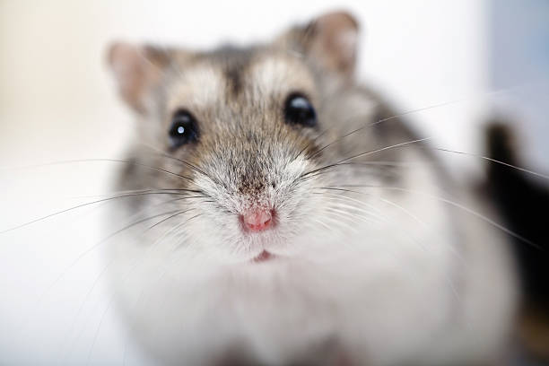 istock Close up of a hamster against a blurry background 157396500