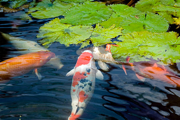 Koi Fish feeing on lotus leaves The Koi fish is a symbol of good luck in Asia. fish swimming from above stock pictures, royalty-free photos & images