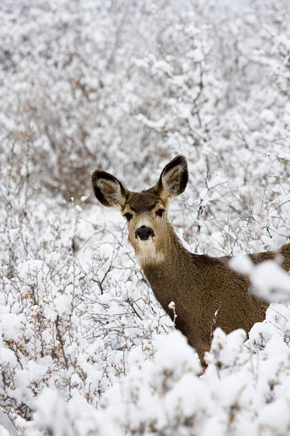 istock Mule Deer in the Pike National Forest in the Snow 157396627