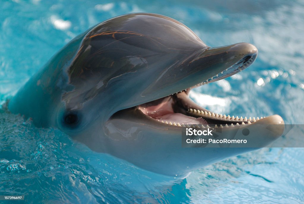 Close-up of dolphin in water with its mouth open Portrait of a dolphin with open mouth Dolphin Stock Photo