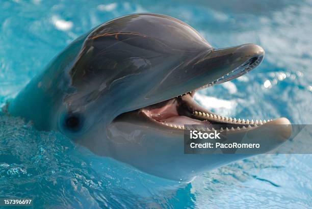 Closeup Of Dolphin In Water With Its Mouth Open Stock Photo - Download Image Now - Dolphin, Bottle-nosed Dolphin, Close-up