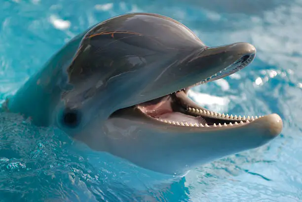 Photo of Close-up of dolphin in water with its mouth open