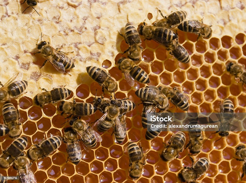 Lavoro Bees - Foto stock royalty-free di Affollato