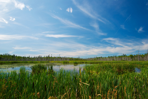 Panoramic view of Biebrza river wetlands and bird wildlife reserve during spring nesting period in Burzyn village in Podlaskie region of Poland