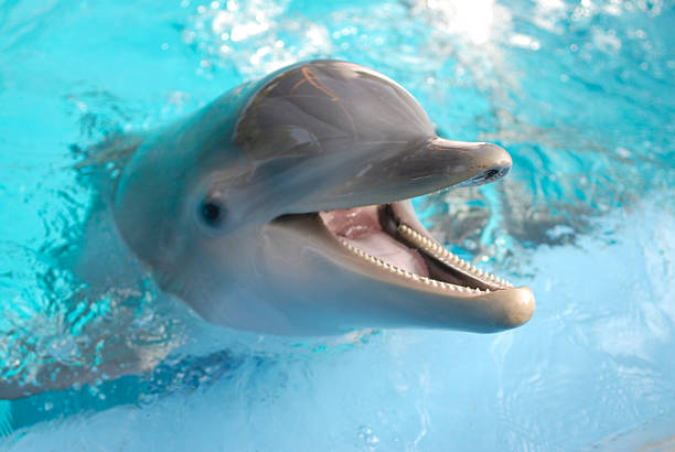 delfino con bocca aperta - happy dolphin foto e immagini stock